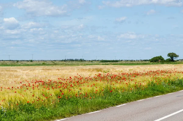 Papoulas vermelhas pelo lado da estrada em uma paisagem lisa — Fotografia de Stock