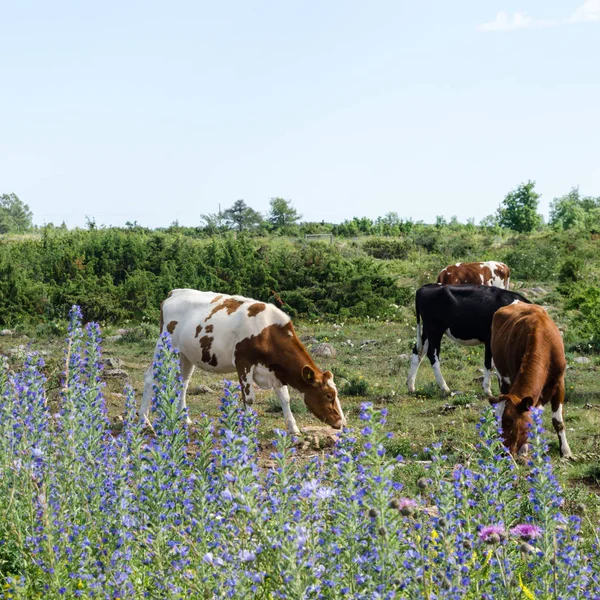 Pâturage de bovins dans un pâturage avec genévriers et fl bleu d'été — Photo