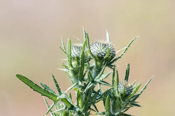 Brotes de cardo de cerca — Foto de Stock