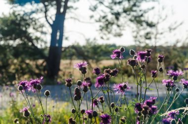 Yol kenarında güzel güneşli mor Scabiosa çiçekler