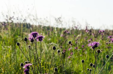 Yeşil çimler arasında güzel blosson mor Scabiosa çiçekleri
