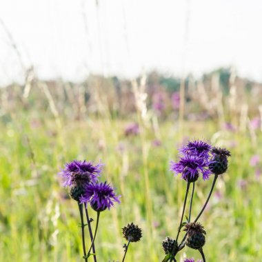 Parlak güneşli bir alanda Çiçek Scabiosa çiçekleri