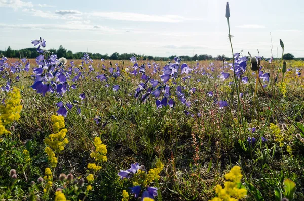 Güzel Bluebell çiçekleri bir yaz tarlasında yakın — Stok fotoğraf