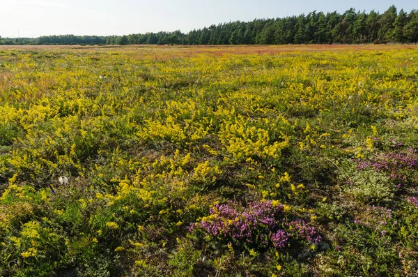 Blomning fält i gult och lila färger — Stockfoto