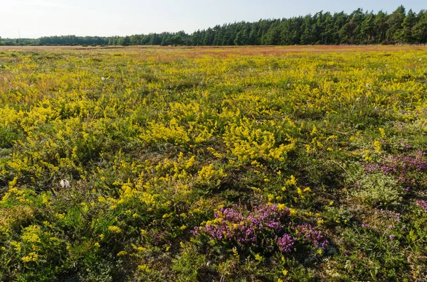 Blossom field in yellow and purple colors — Stock Photo, Image