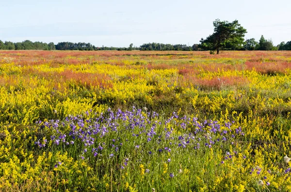 Hermosos colores durante el verano en una reserva natural sueca — Foto de Stock