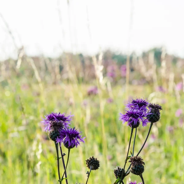 Blossom Scabiosa flowers in a bright sunlit field — Stock Photo, Image