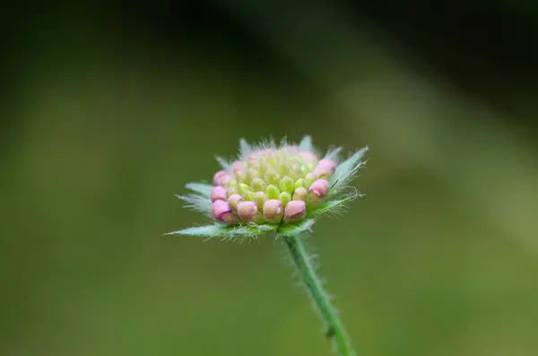 Nyári virágbimbó közelről egy zöld háttér — Stock Fotó
