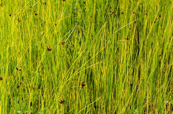 Natural greenish grass straws background — Stock Photo, Image