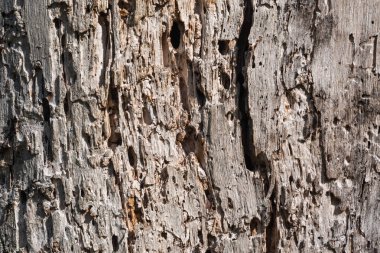 Eski yıpranmış ağaç arka planı