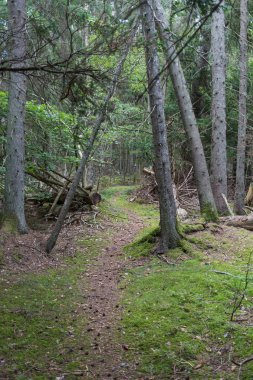 Yosunlu zemin ile eski bir büyüme ormanı ile Patika