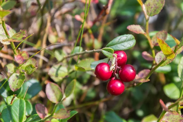 Growing lingonberries in the woods close up — Stock Photo, Image