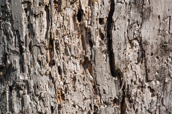 Vecchio sfondo albero intemperie — Foto Stock
