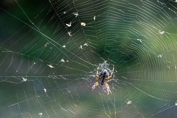 Паук с уловкой в паутине — стоковое фото