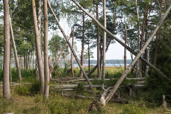 Árboles inclinados y caídos en un bosque caducifolio —  Fotos de Stock