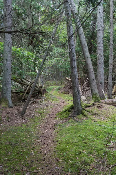 Voetpad door een oud groeibos met Mossy Ground — Stockfoto