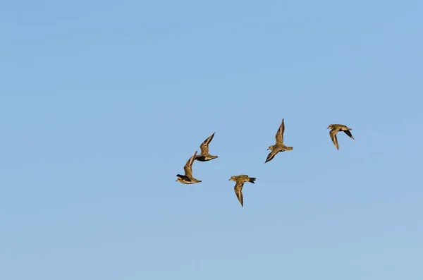Flock med vadare fåglar i flykt genom fall migration — Stockfoto