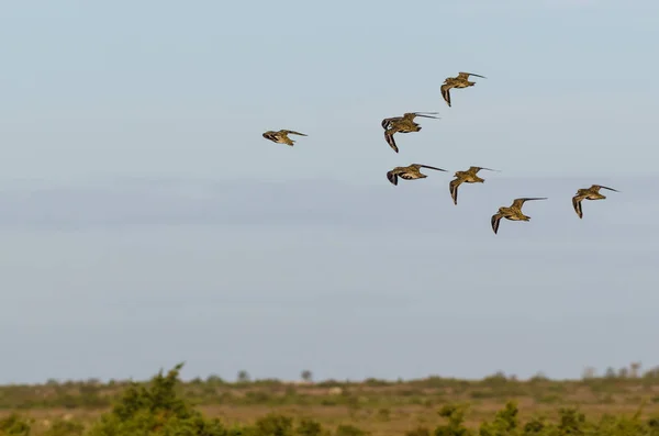 Gruppe mit Goldregenpfeifern Vögel fliegen in Formation über ein Land — Stockfoto