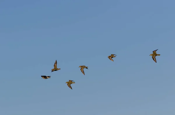 Grupp med gyllene plovers fåglar som flyger i formation av en blå sk — Stockfoto