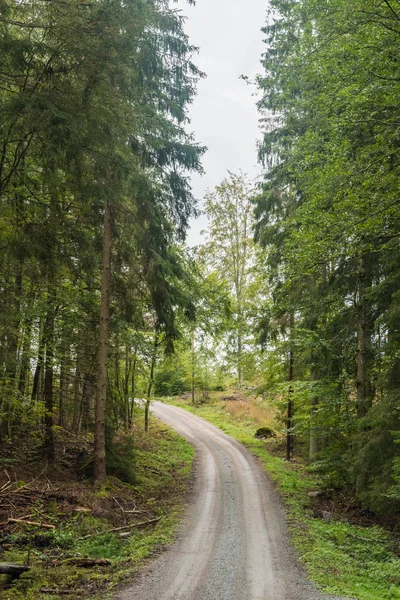 Estrada de cascalho através de uma floresta de coníferas — Fotografia de Stock