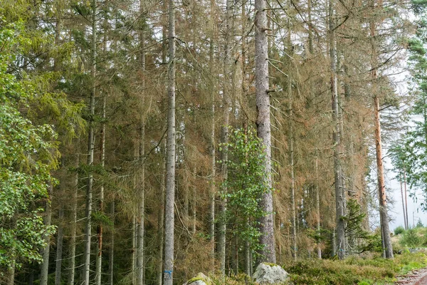 Insects damaged spruce trees in a forest — Stock Photo, Image