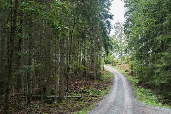 Nawijanie szutrowej drogi w lesie iglastych — Zdjęcie stockowe