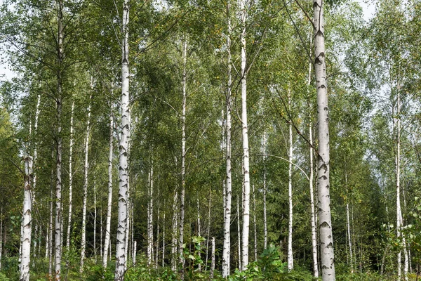 Güzel güneşli huş ağacı orman — Stok fotoğraf