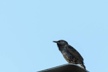 Mavi gökyüzü kıyısındaki ortak Starling
