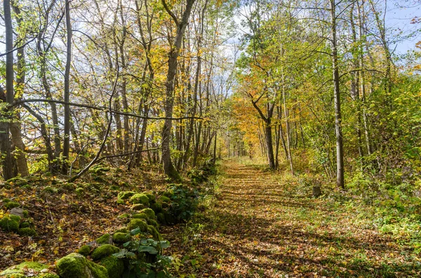 Jasna ścieżka z kolorami jesieni w lesie liściastym — Zdjęcie stockowe