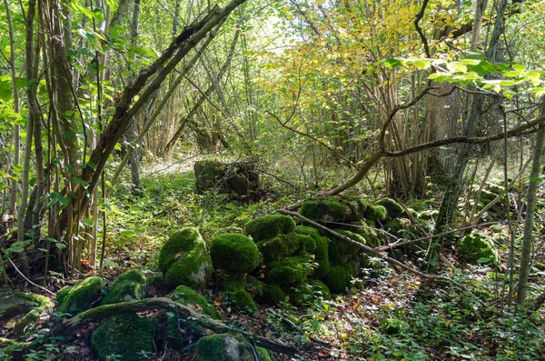 Gammal mossa täckt torr stenmur i en skog — Stockfoto