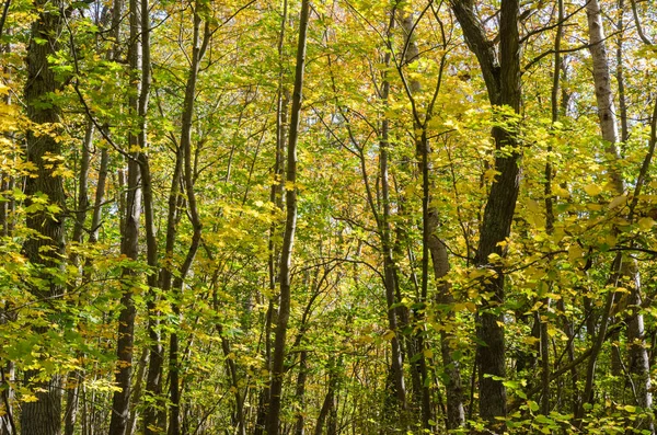 Fall season colors in a deciduous forest — Stock Photo, Image