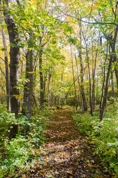 Prachtig wandelpad door een bos in herfstkleuren — Stockfoto