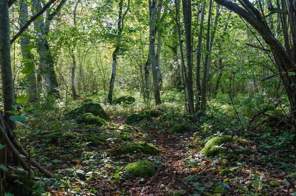 Mossbeklädda stenar i en lummig grön skog — Stockfoto