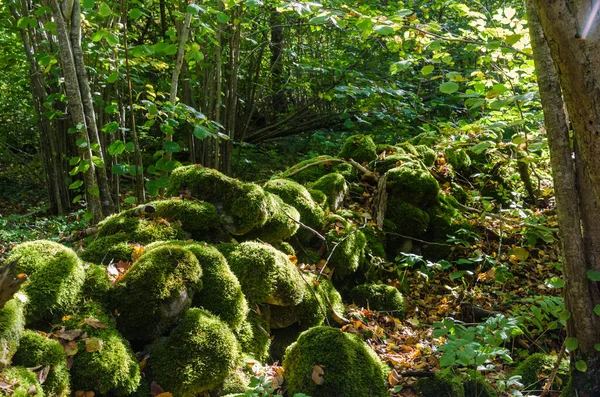 Mossbelagd gammal torr stenmur i en grön skog — Stockfoto