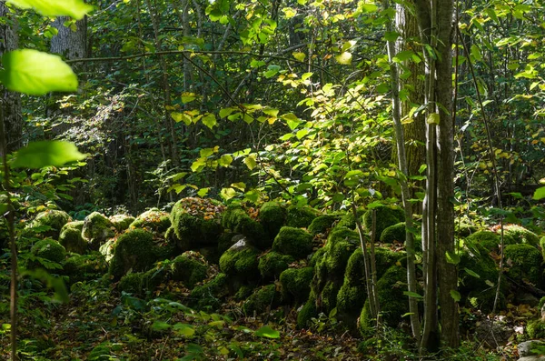 Mossig gammal torr stenmur i en lummig skog — Stockfoto