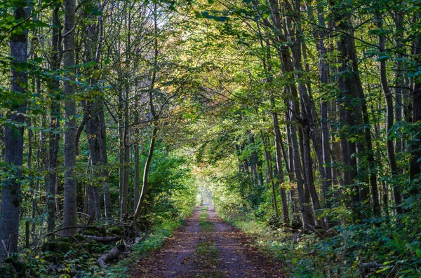 Fall colors in a deciduous forest with a country road in a porta — Stock Photo, Image