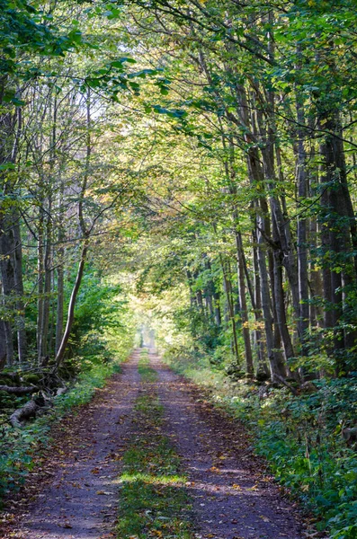 Estrada de terra através de uma floresta colorida queda — Fotografia de Stock