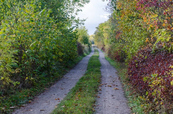 Estrada rural com vegetação exuberante e colorida — Fotografia de Stock