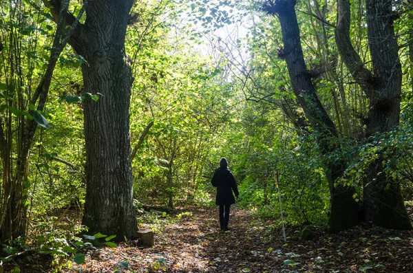 Frau spaziert in einem hellen Laubwald — Stockfoto