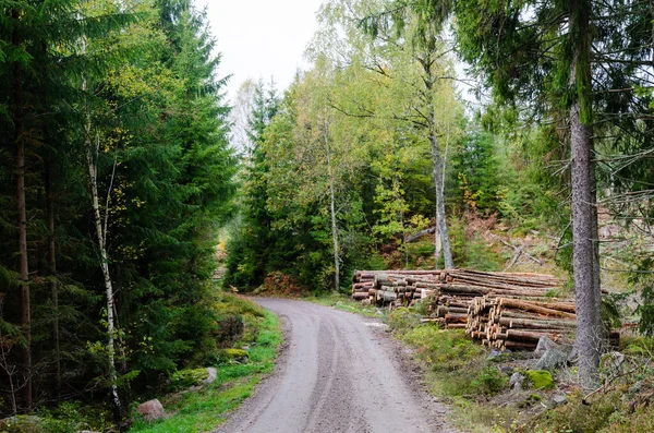 Dřevěné hromady u silnice podle podzimní sezóny v zeleném lese — Stock fotografie