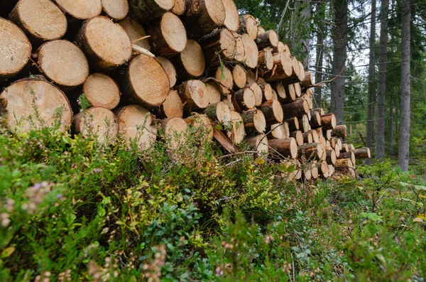 Wurmperspektive eines Holzstapels auf dem Boden in einem Wald — Stockfoto