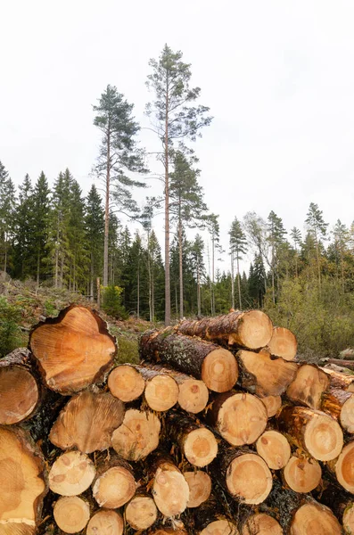 Pila di legno in una foresta di conifere lucente — Foto Stock