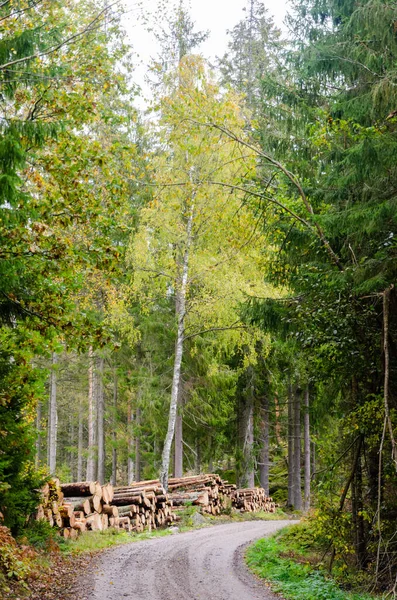 Drewniane stosy na poboczu drogi do jesieni — Zdjęcie stockowe