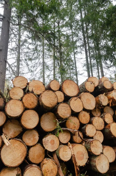 Risorse rinnovabili - una pila di legname in una foresta — Foto Stock
