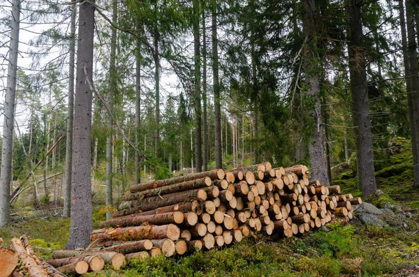 Holzhaufen in einem grünen Nadelwald — Stockfoto