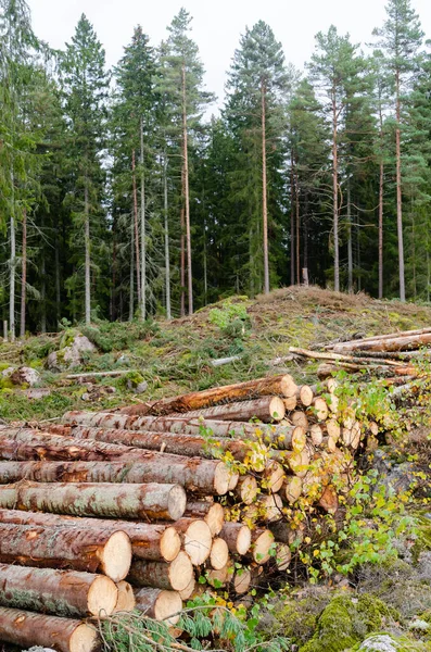 Стек деревини на прозорій ділянці лісу в осінній сезон — стокове фото