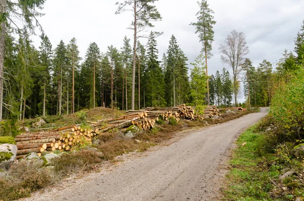 Coniferous forest with timber stacks by road side — Stock Fotó