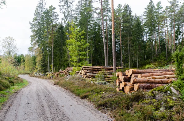 Pilhas de madeira por um lado da estrada do país — Fotografia de Stock