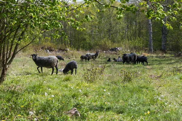 Hjord Med Får Grön Äng Bladsäsong — Stockfoto