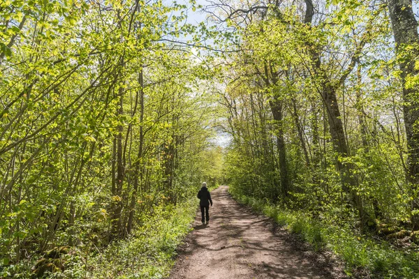 Camminando Sentiero Con Fogliame Verde Brillante Primavera — Foto Stock